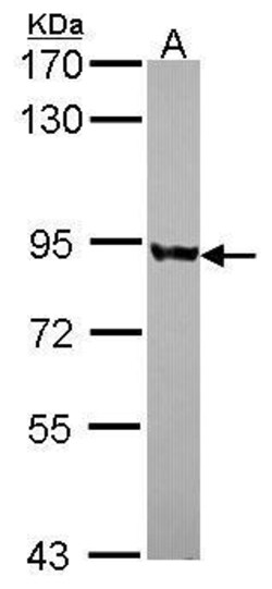 Invitrogen PNPase Polyclonal Antibody 100 &mu;L; Unconjugated:Antibodies,