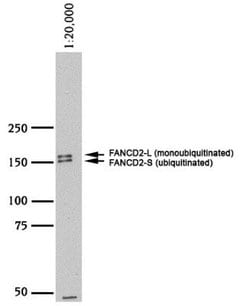 Invitrogen FANCD2 Polyclonal Antibody, HRP 50 &mu;L; HRP:Antibodies, Polyclonal