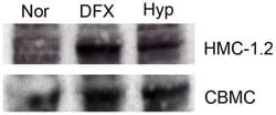 Invitrogen HIF1A Polyclonal Antibody, HRP 100 &mu;L; HRP:Antibodies, Polyclonal