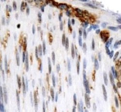 Invitrogen OS9 Polyclonal Antibody 100 &mu;L; Unconjugated:Antibodies,