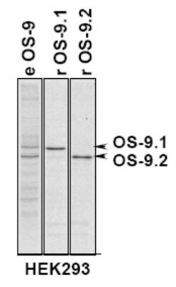 Invitrogen OS9 Polyclonal Antibody 100 &mu;L; Unconjugated:Antibodies,