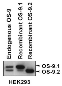 Invitrogen OS9 Polyclonal Antibody 100 &mu;L; Unconjugated:Antibodies,