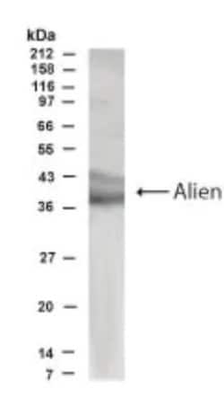 Invitrogen TRIP15 Polyclonal Antibody 100 &mu;g | Buy Online | Invitrogen&trade; | Fisher Scientific