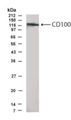 Invitrogen CD100 Polyclonal Antibody 100 &mu;g; Unconjugated:Antibodies,