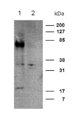 Invitrogen CRTH2 Polyclonal Antibody 100 &mu;g; Unconjugated:Antibodies,