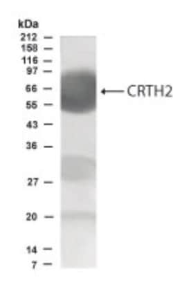 Invitrogen CRTH2 Polyclonal Antibody 100 &mu;g; Unconjugated:Antibodies,
