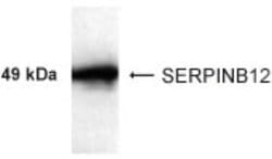 Invitrogen SERPINB12 Polyclonal Antibody 100 &mu;g; Unconjugated:Antibodies,