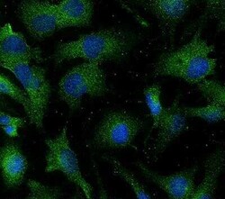 Invitrogen Aquaporin 2 Polyclonal Antibody 100 &mu;L; Unconjugated:Antibodies,