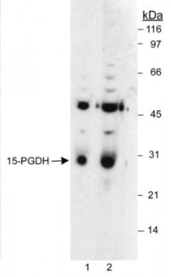 Invitrogen 15-PGDH Polyclonal Antibody, HRP 100 &mu;L; HRP:Antibodies,