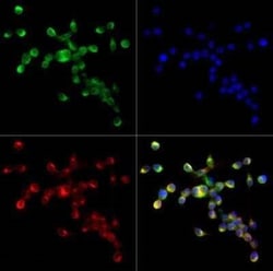 Invitrogen CD204 Polyclonal Antibody 100 &mu;L; Unconjugated:Antibodies,
