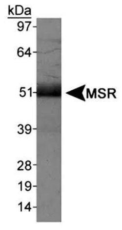 Invitrogen CD204 Polyclonal Antibody 100 &mu;L; Unconjugated:Antibodies,
