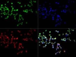 Invitrogen CD204 Polyclonal Antibody 100 &mu;L; Unconjugated:Antikroppar