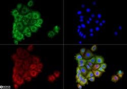 Invitrogen AGR2 Polyclonal Antibody 100 &mu;L; Unconjugated:Antibodies,
