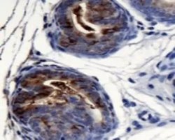 Invitrogen AGR2 Polyclonal Antibody 100 &mu;L; Unconjugated:Antibodies,