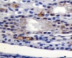 Invitrogen AGR2 Polyclonal Antibody 100 &mu;L; Unconjugated:Antibodies,