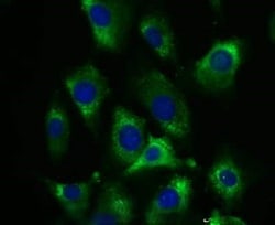 Invitrogen GRP78 Polyclonal Antibody 100 &mu;L; Unconjugated:Antibodies,