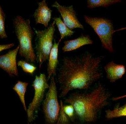 Invitrogen GRP78 Polyclonal Antibody 100 &mu;L; Unconjugated:Antibodies,