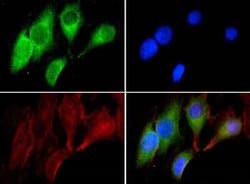Invitrogen GRP78 Polyclonal Antibody 100 &mu;L; Unconjugated:Antibodies,