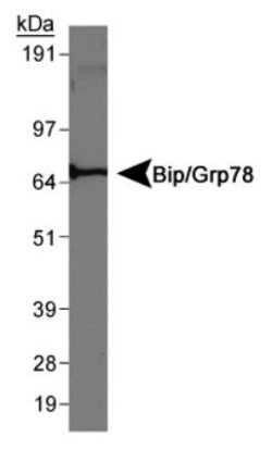 Invitrogen GRP78 Polyclonal Antibody 100 &mu;L; Unconjugated:Antibodies,
