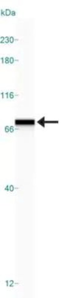 Invitrogen GRP78 Polyclonal Antibody 100 &mu;L; Unconjugated:Antibodies,