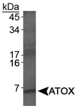 Invitrogen ATOX1 Polyclonal Antibody 100 &mu;L; Unconjugated:Antibodies,