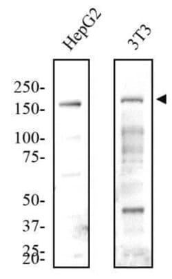Invitrogen JMJD3 Polyclonal Antibody 100 &mu;L; Unconjugated:Anticuerpos
