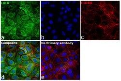 Invitrogen LDLR Polyclonal Antibody 100 &mu;L; Unconjugated:Antibodies,