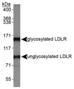 Invitrogen LDLR Polyclonal Antibody 100 &mu;L; Unconjugated:Antibodies,