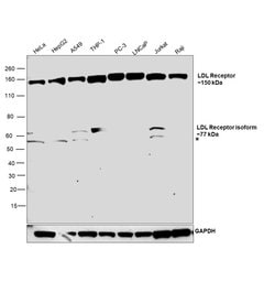 Invitrogen LDLR Polyclonal Antibody 100 &mu;L; Unconjugated:Antibodies,