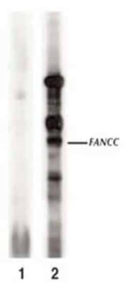 Invitrogen FANCC Polyclonal Antibody 100 &mu;L; Unconjugated:Antibodies,