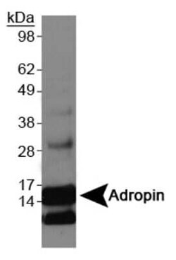 Invitrogen Adropin Polyclonal Antibody 100 &mu;L; Unconjugated:Antibodies,