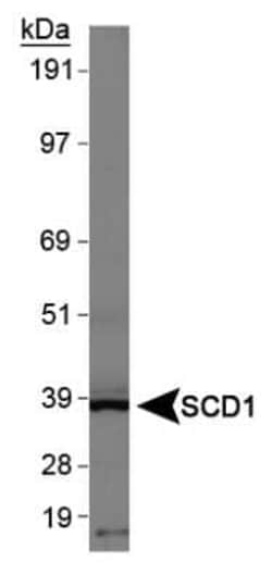 Invitrogen SCD Polyclonal Antibody 100 &mu;L; Unconjugated:Antibodies,