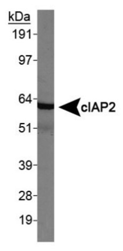 Invitrogen cIAP2 Polyclonal Antibody 100 &mu;L; Unconjugated:Antistoffer