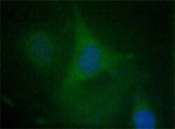 Invitrogen EDIL3 Polyclonal Antibody 100 &mu;L; Unconjugated:Antibodies,