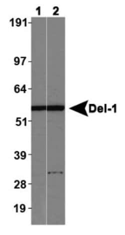 Invitrogen EDIL3 Polyclonal Antibody 100 &mu;L; Unconjugated:Antibodies,