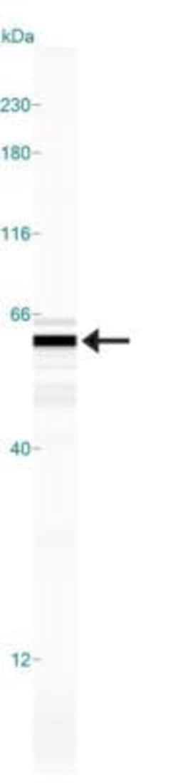Invitrogen EDIL3 Polyclonal Antibody 100 &mu;L; Unconjugated:Antibodies,