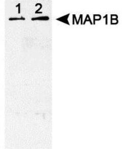 Invitrogen Phospho-MAP1B (Thr1265) Polyclonal Antibody 100 μL; Unconjugated:Antibodies,