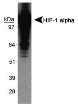 Invitrogen HIF1A Polyclonal Antibody 100 &mu;L; Unconjugated:Antibodies,