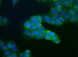 Invitrogen USP9X Polyclonal Antibody 100 &mu;L; Unconjugated:Antibodies,