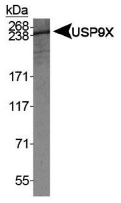 Invitrogen USP9X Polyclonal Antibody 100 &mu;L; Unconjugated:Antibodies,