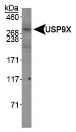 Invitrogen USP9X Polyclonal Antibody 100 &mu;L; Unconjugated:Antibodies,