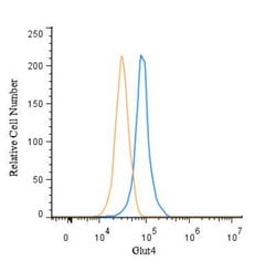 GLUT4 Polyclonal Antibody, Invitrogen 100 &mu;L; Unconjugated:Antibodies,