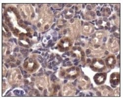 GLUT4 Polyclonal Antibody, Invitrogen 100 &mu;L; Unconjugated:Antibodies,