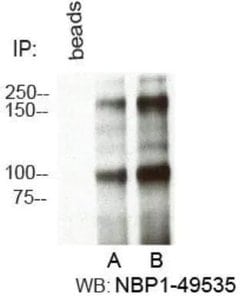 Invitrogen RBBP6 Polyclonal Antibody 100 &mu;L; Unconjugated:Antibodies,