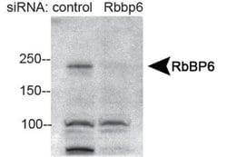 Invitrogen RBBP6 Polyclonal Antibody 100 &mu;L; Unconjugated:Antibodies,