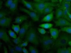 CX3CL1 Polyclonal Antibody, Invitrogen 100 &mu;L; Unconjugated:Antibodies,