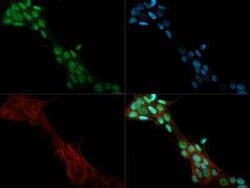 Invitrogen JMJD1A Polyclonal Antibody 100 &mu;L | Buy Online | Invitrogen&trade; | Fisher Scientific