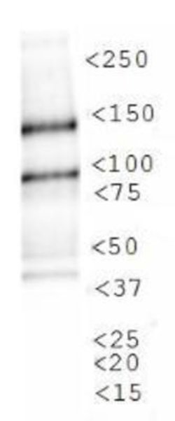 Invitrogen JMJD1A Polyclonal Antibody 100 &mu;L; Unconjugated:Antibodies,