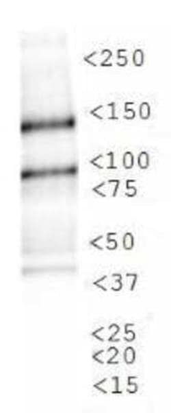 Invitrogen JMJD1A Polyclonal Antibody 100 &mu;L | Buy Online | Invitrogen&trade; | Fisher Scientific