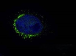 Invitrogen TGN46 Polyclonal Antibody 100 &mu;L | Buy Online | Invitrogen&trade; | Fisher Scientific